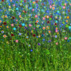 Twilight Symphony - Image 3