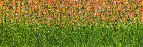 Tangerine Summer Dreaming - Image 3